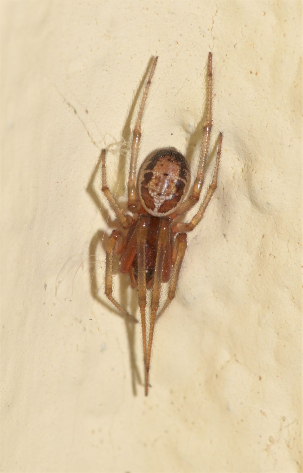 Zygiella ? No,  Steatoda nobilis - Grosseto